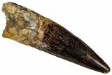 Fossil Spinosaurus Tooth - Real Dinosaur Tooth #354810-1